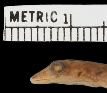 Media type: image;   Herpetology R-21940